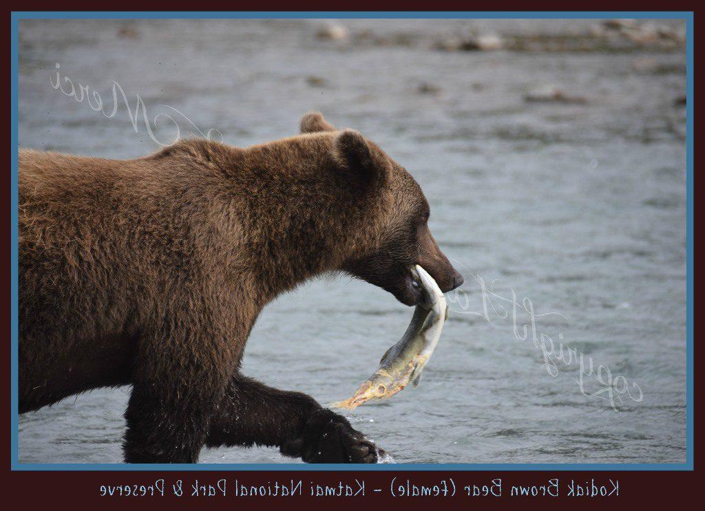"I ended up standing about 61/2 to 7 feet from a Kodiak Grizzly." Michelle Gill.